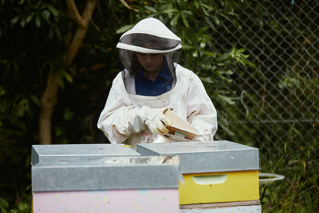 Maeroa Intermediate student wearing a beekeeping suit while tending to beehives.